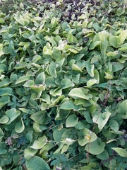 Cicerbita macrophylla