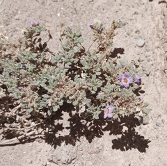 Tiquilia atacamensis