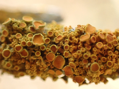 Polycauliona polycarpa