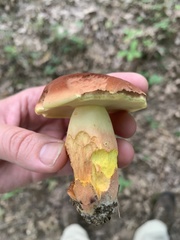 Baorangia bicolor