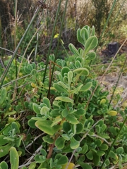 Tetragonia decumbens