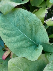 Cicerbita macrophylla