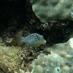 Canthigaster jactator