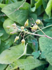 Cicerbita macrophylla