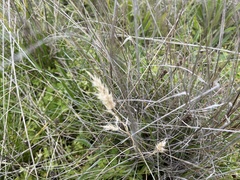 Rytidosperma