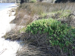 Tetragonia decumbens