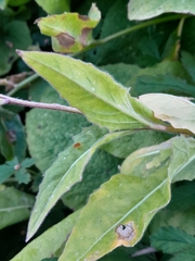 Cicerbita macrophylla