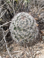 Mammillaria tetrancistra