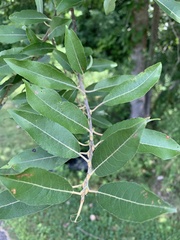Salix eriocephala