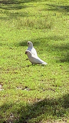Cacatua sanguinea
