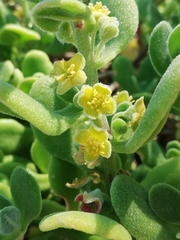Tetragonia decumbens