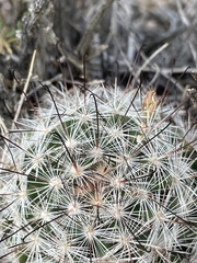 Mammillaria tetrancistra