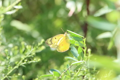 Colias eurytheme