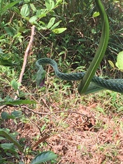 Malabar Vine Snake photo 3