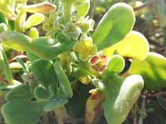 Tetragonia decumbens