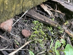 Fissidens taxifolius