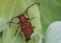 Tetraopes femoratus