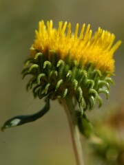 Grindelia nuda