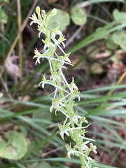 Platanthera elongata
