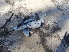 Chroicocephalus novaehollandiae