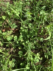Dichondra carolinensis
