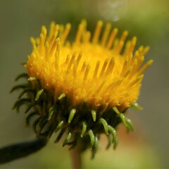 Grindelia nuda