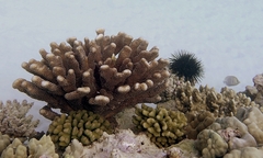 Pocillopora grandis