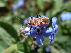 Corizus hyoscyami