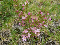 Centaurium