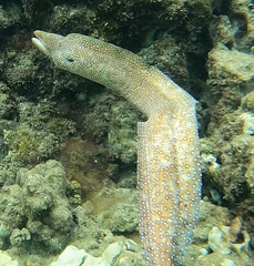 Gymnothorax meleagris