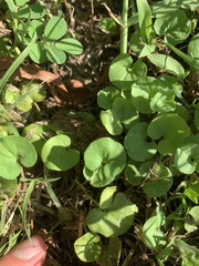 Dichondra carolinensis