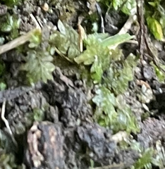 Fissidens taxifolius
