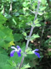 Salvia amarissima