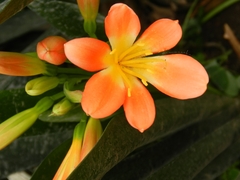Clivia