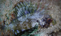 Dendrochirus barberi