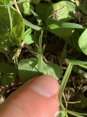 Dichondra carolinensis