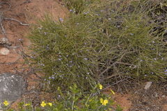 Comesperma