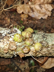 Bulbophyllum