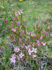 Centaurium