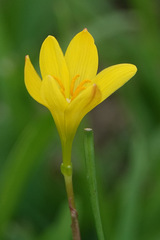 Zephyranthes citrina