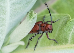 Tetraopes femoratus