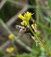 Entomophthora muscae