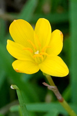 Zephyranthes citrina
