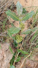 Asclepias latifolia