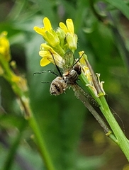 Entomophthora muscae