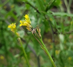 Entomophthora muscae