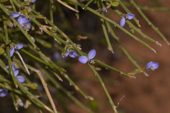 Comesperma