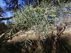 Melaleuca rhaphiophylla