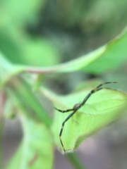 Misumenoides