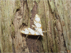 Cirrhochrista kosemponialis